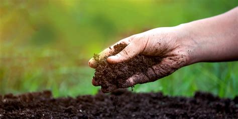 How To Prepare Soil For Planting