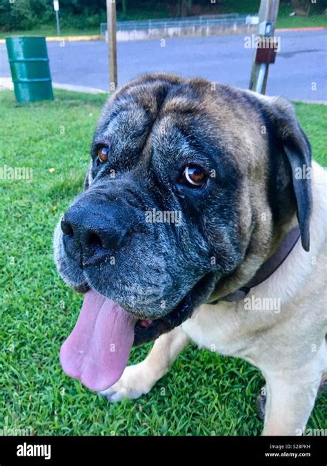 Blue English Mastiff Puppies