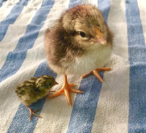 pet button quail  jennie wilson blog