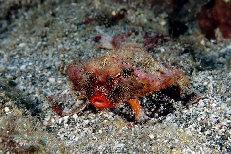 Roughback Batfish Photograph By Andrew J Martinez Fine Art America