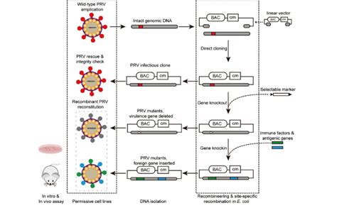 Construction Of Pseudorabies Virus Infectious Clone After