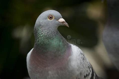 5 Colors! How Good Is Pigeon Eye? Can Pigeon See Color? - Into Yard