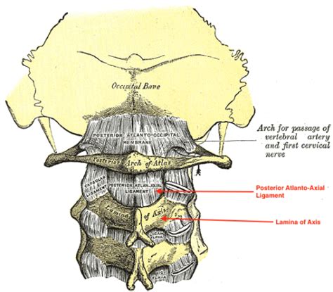 C1 Vertebra – Atlas and Accompanying Structures | Neck muscle anatomy ...