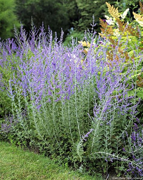 10 plantes faciles qui résistent au manque deau Jardins Jardin du