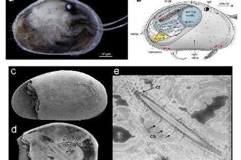 Inédito hallazgo en Birmania de espermatozoides de 100 millones de años