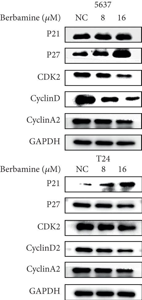 Berbamine Induced S Phase Arrest In Bladder Cancer Cells A B