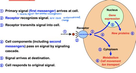 Biochem Exam Signal Transduction Flashcards Quizlet