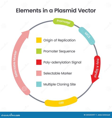 Elements in a Plasmid Vector Scientific Illustration Infographic ...