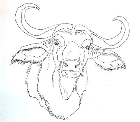 Carabao Drawing at GetDrawings | Free download