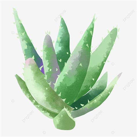 Three Dimensional PNG Transparent Three Dimensional Picture Of Plant