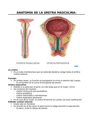 Liquidos Corporales Y Composicion De Liquidos Nefrolog A Y Urolog A