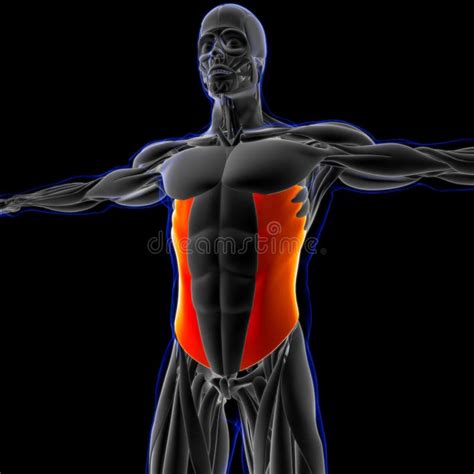 Abdominal External Oblique Muscle Anatomy For Medical Concept 3d Illustration Stock Illustration