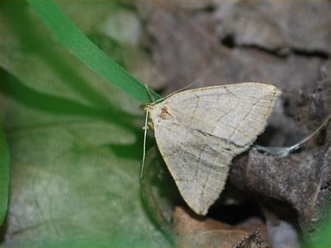 Moth Zanclognatha Pedipilalis Bugguide Net