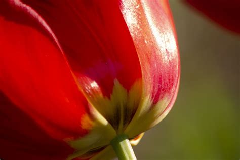 Tulip Flower Red Free Photo On Pixabay Pixabay