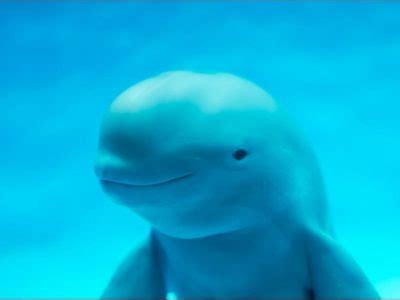 Porpoise Animal Facts | AZ Animals