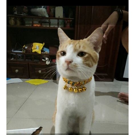 Jual Kalung Kucing Anyaman Nama Full Lonceng Bisa Rekues Nama Hewan