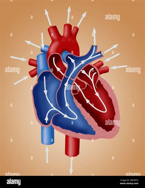 Blood Flow Diagram Stock Photo - Alamy