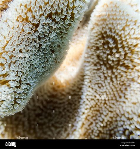 Coral polyps great barrier reef hi-res stock photography and images - Alamy