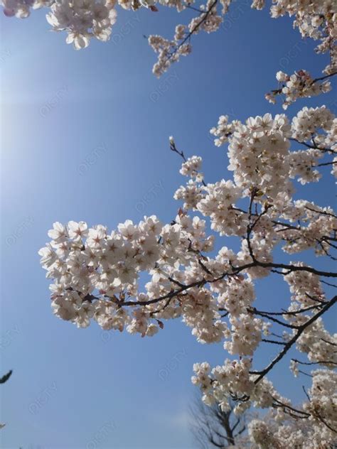 桜 Id 1380 ご当地写真・イラスト素材サイト Pictyピクティ