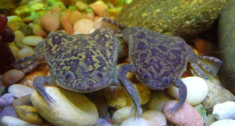 Xenopus Laevis African Clawed Frog Animaux