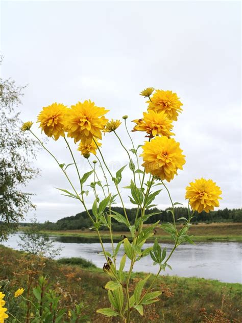 Plants on the river bank stock photo. Image of floral - 101321968