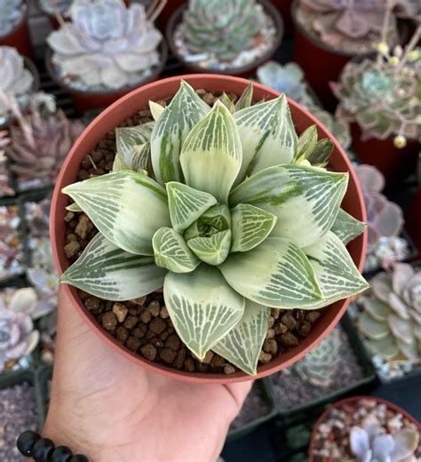 15 Haworthia Types For Every Home And Their Care Guide