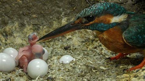 Kingfisher Chick Has Just Hatched Discover Wildlife Robert E Fuller