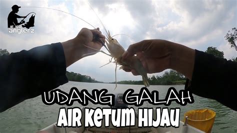 Gasak Berulangkali Udang Makan Tak Henti Henti Udang Galah Kota