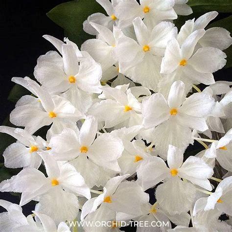 Dendrobium Orchid Colors| Dendrobium Orchids - Orchid-Tree