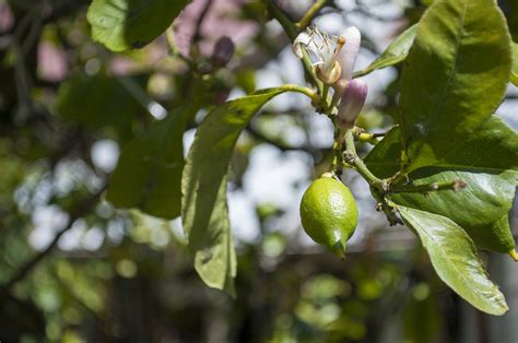 Lemon Fruit - Free photo on Pixabay - Pixabay