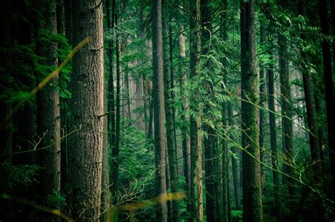 How You Can Offset Your Carbon Footprint - Forestfounders