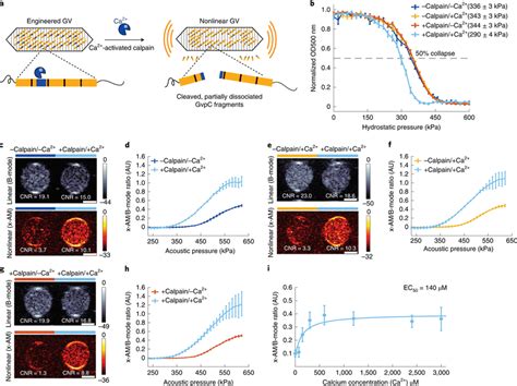 Acoustic biosensor of calcium-activated calpain protease a, Schematic ...