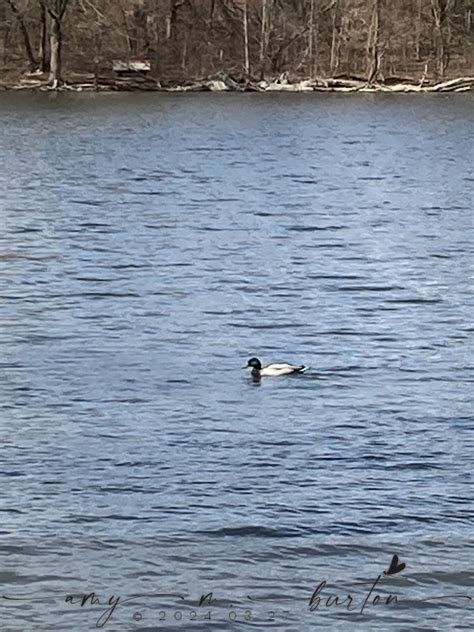 Mallard From Lambert Lake Forest Preserve Glen Ellyn Dupage County