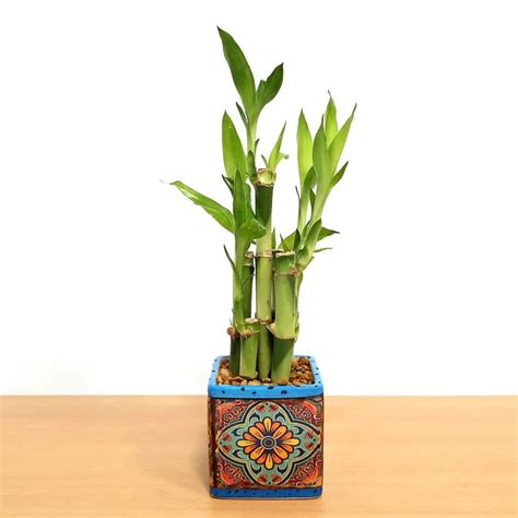 Tuscany Square Vase 3 With 5 Lucky Bamboo Stalks Eve S Garden Gifts