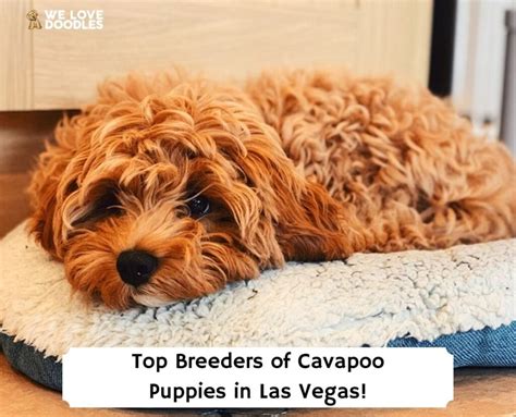 Cavapoo Puppies In Las Vegas Top 7 Breeders