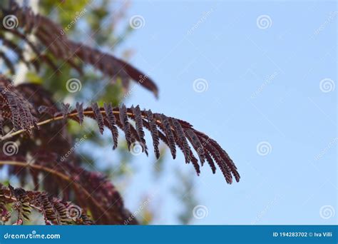 Silk tree Summer Chocolate stock photo. Image of brown - 194283702