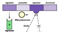 Kaplan Mcat Biochemistry Chapter Rna And Genetic Code Flashcards