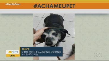 Bom Dia Go Acha Meu Pet Donos Procuram Animais Desaparecidos Globoplay