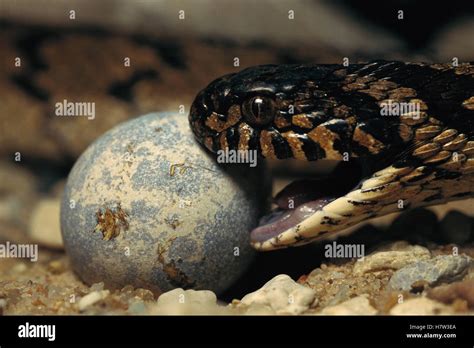 Egg-eating Snake (Dasypeltis sp) opens it's mouth to swallow a bird egg ...