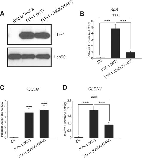 Occludin Is A Direct Target Of Thyroid Transcription Factor 1 TTF 1