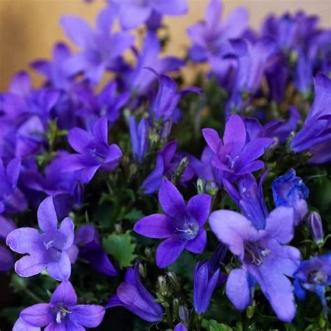 Campanula Plant Care | Tips for Caring for a Campanula Plant