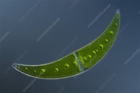 Closterium Algae Light Micrograph Stock Image C0586646 Science