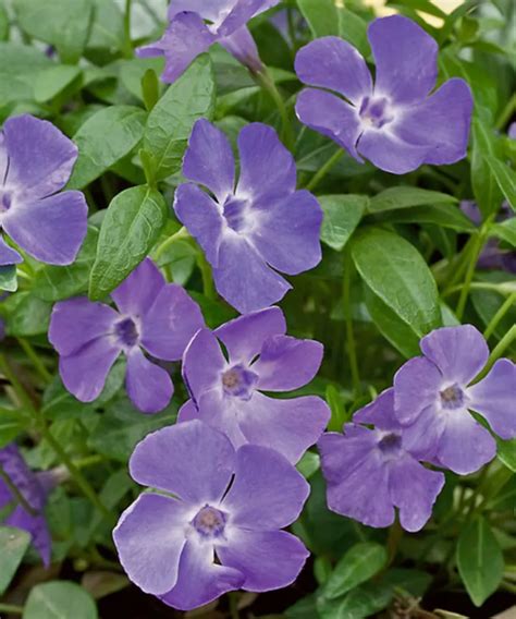 Vinca Minor Pépinière Jasmin