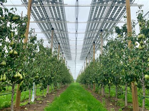 Agrivoltaics For Pear Orchards Pv Magazine India