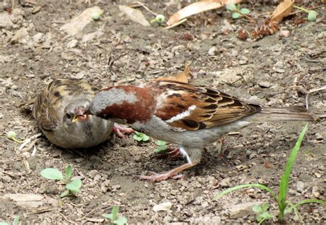 House Sparrow feeding young - Travels With Birds