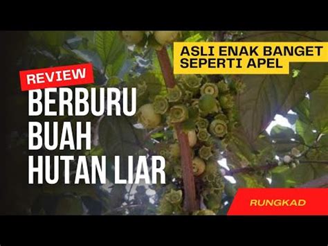 Ngebolang Berburu Buah Liar Harendong Besar Youtube