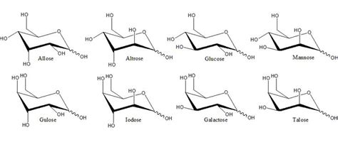 Polysaccharide Definition Examples Function And Structure