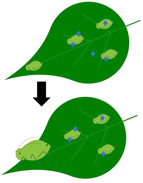 How do they work? Bioinsecticide edition | Biocontrol Bytes