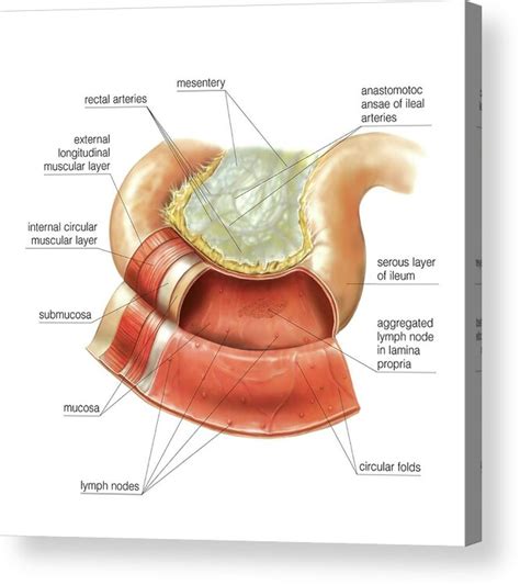 Ileum Photograph By Asklepios Medical Atlas Porn Sex Picture