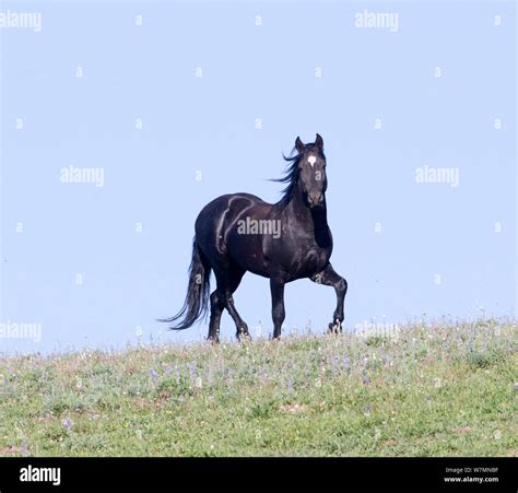 Black Mustang Horse